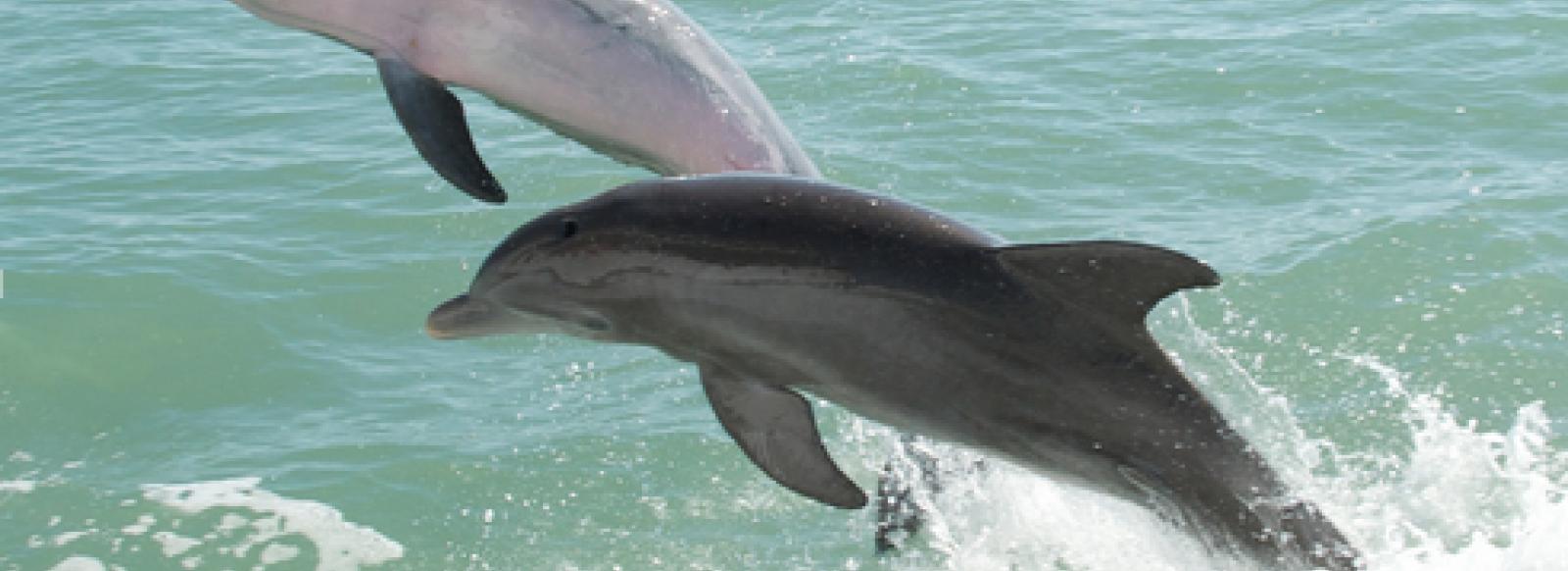 Dolphin spotting in Aberystwyth | Clarach Bay