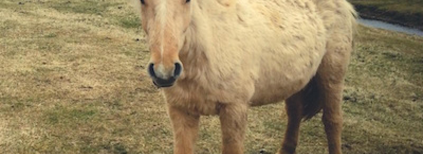 Pony at Clarach Bay