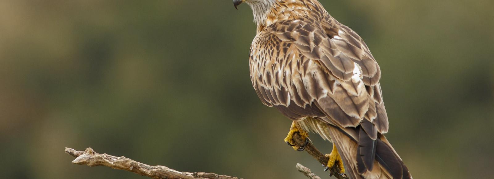 Red Kite